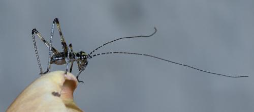 Phaneroptera sp.