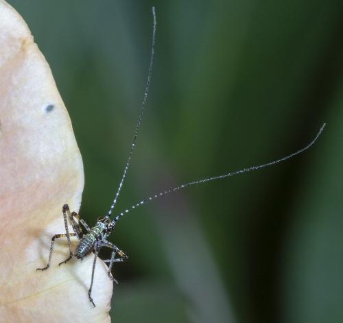 Phaneroptera sp.