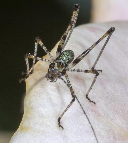 Réf. 233 162 : Phaneroptera sp.