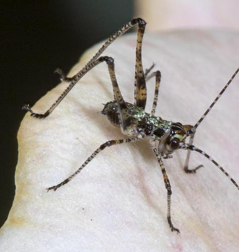 Réf. 233 161 : Phaneroptera sp.