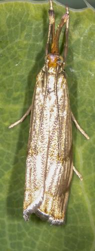 Réf. 233 171 : Chrysocrambus linetella