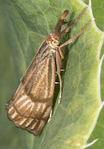 Réf. 233 172 : Chrysocrambus linetella