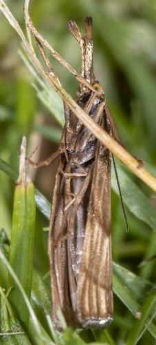 Réf. 233 174 : Chrysocrambus linetella