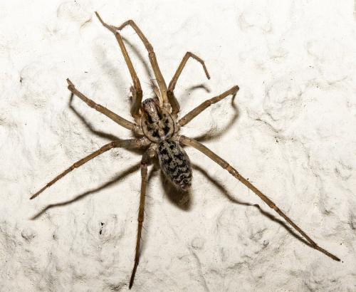 Eratigena sp.