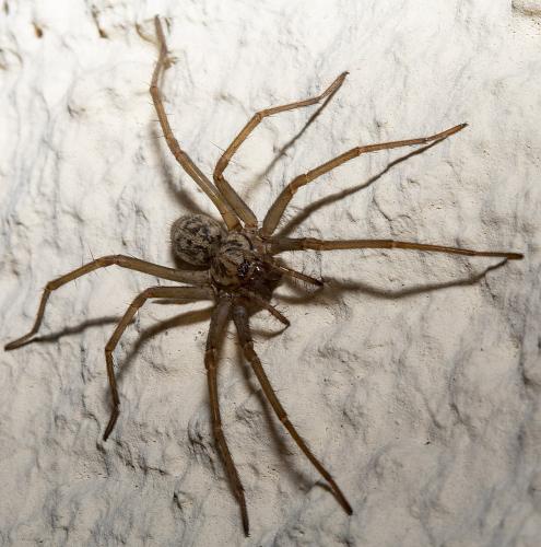 Eratigena sp.
