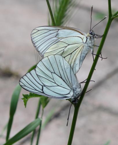 Aporia crataegi