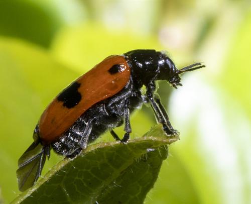 Réf. 233 389 : Clytra sp.