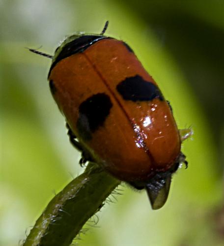 Réf. 233 390 : Clytra sp.