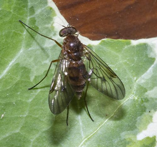 Chrysopilus laetus
