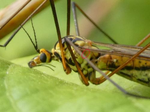 Nephrotoma submaculosa