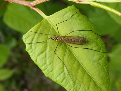 Nephrotoma submaculosa