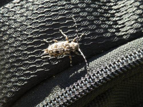 Réf. 233 775 : Aegomorphus clavipes