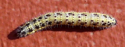 Réf. 233 667 : Pieris brassicae