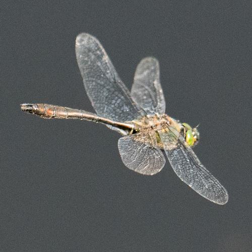 Réf. 233 959 : Cordulia aenea