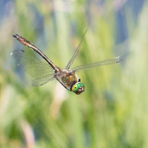 Réf. 233 958 : Cordulia aenea