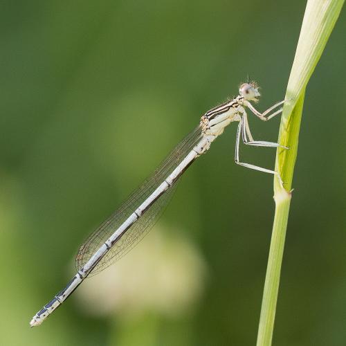 Platycnemis pennipes