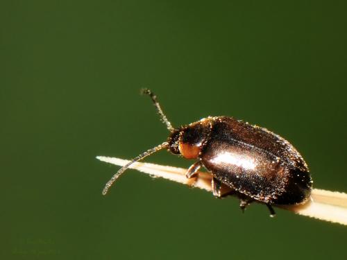 Réf. 233 501 : Elodes marginata