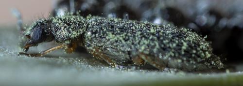 Réf. 233 599 : Dasytinae inconnu