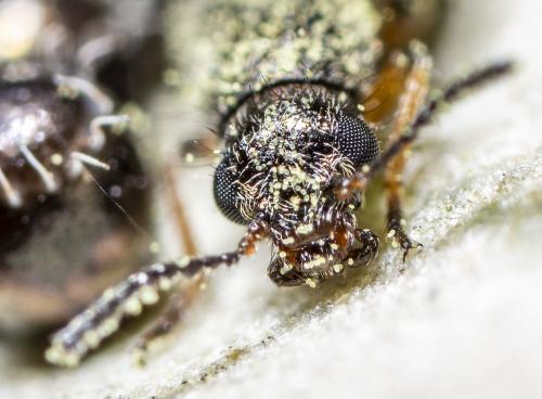 Réf. 233 601 : Dasytinae inconnu
