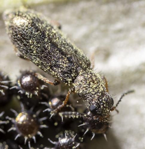 Réf. 233 600 : Dasytinae inconnu