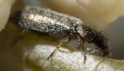 Réf. 233 602 : Dasytinae inconnu