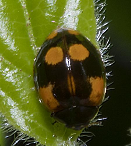 Réf. 233 608 : Adalia bipunctata bipunctata