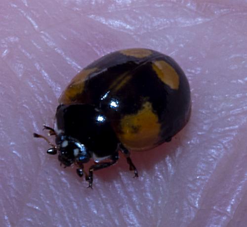 Réf. 233 609 : Adalia bipunctata bipunctata