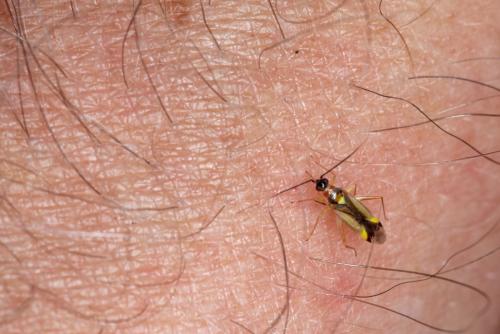 Campyloneura virgula