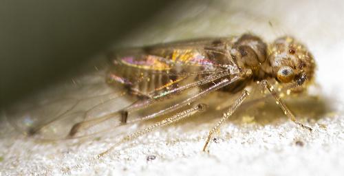 Ectopsocus briggsi