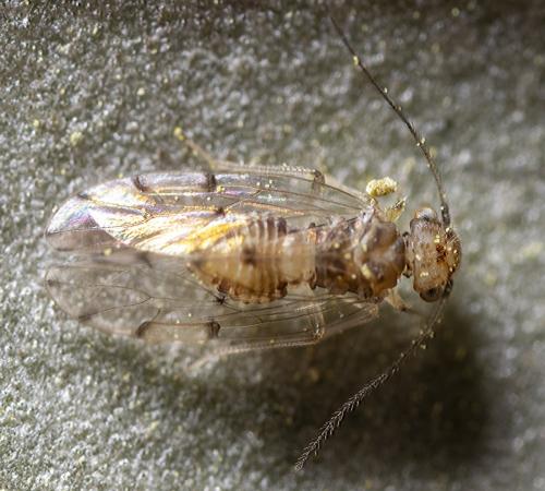 Réf. 233 681 : Ectopsocus briggsi