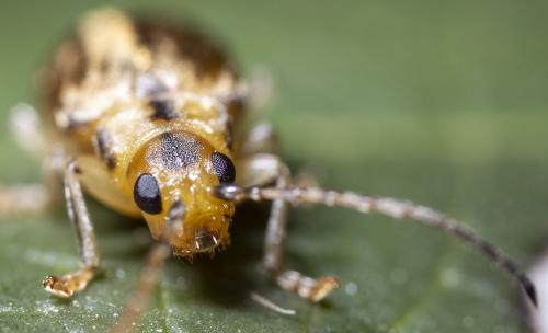 Pyrrhalta viburni