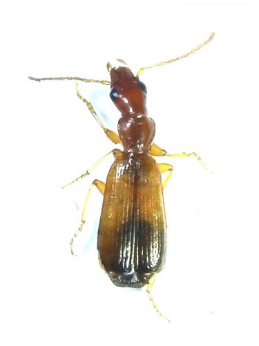 Réf. 233 798 : Paradromius linearis