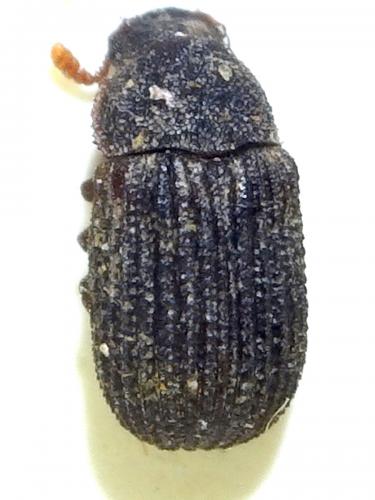 Eledona agricola
