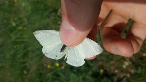 Réf. 233 864 : Pieris rapae