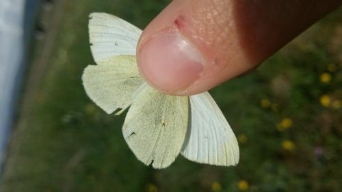 Réf. 233 865 : Pieris rapae
