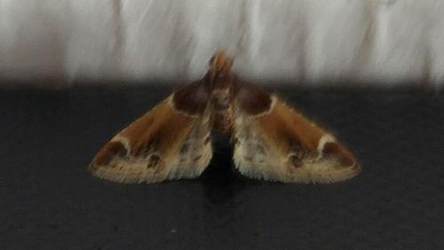 Pyralis farinalis