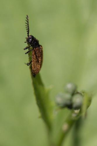 Drilus flavescens