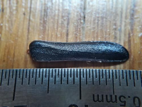 Rhamnusium bicolor