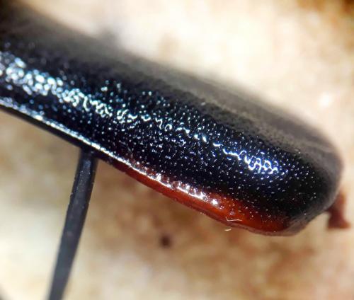 Rhamnusium bicolor
