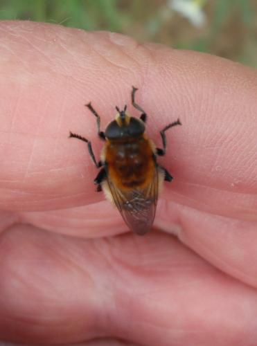 Merodon equestris