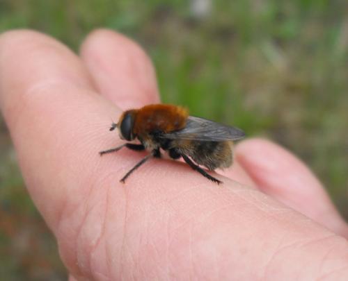 Merodon equestris