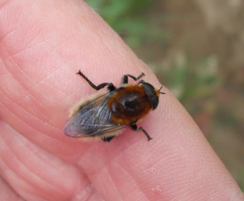 Merodon equestris