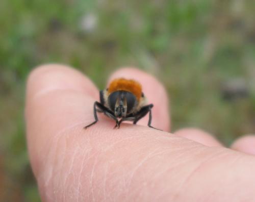 Merodon equestris