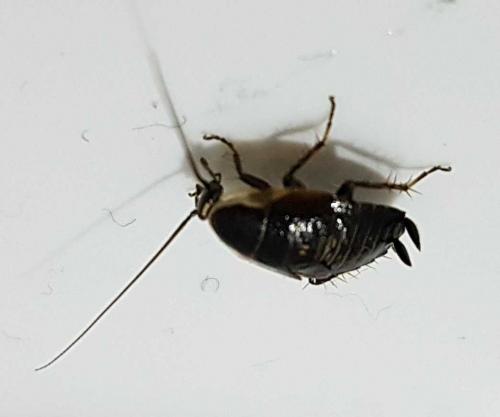 Réf. 233 993 : Ectobius sp.