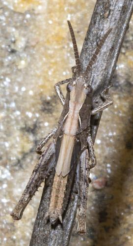 Chorthippus sp.