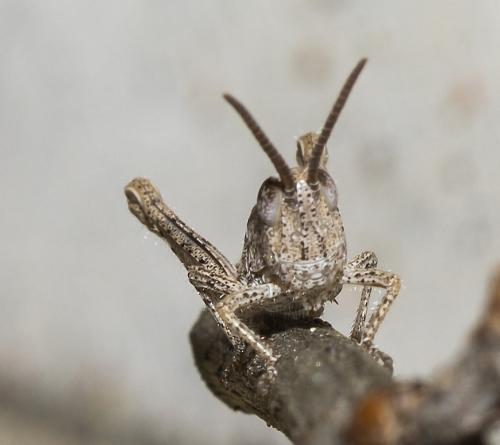 Chorthippus sp.