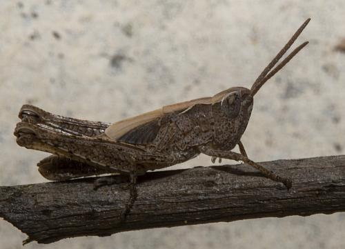 Réf. 233 782 : Chorthippus sp.