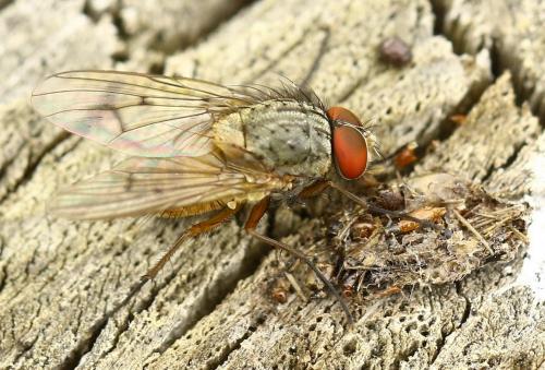 Helina abdominalis