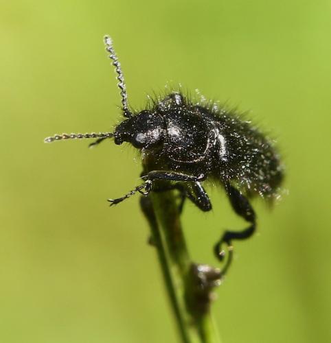 Enicopus sp.