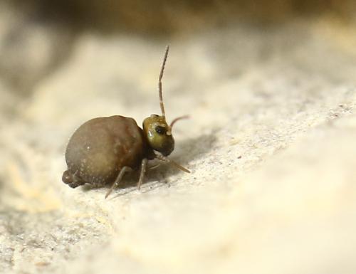 Bourletiella hortensis
